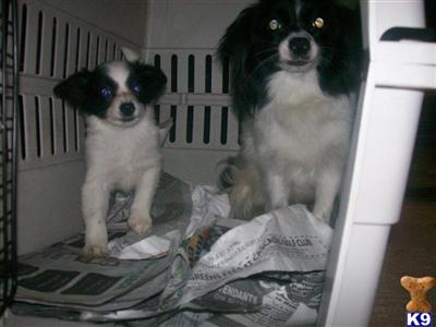 Papillon Puppies for Sale